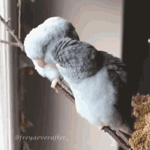 Secret Kiss Birds GIF