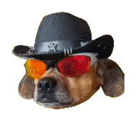 a dog wearing a cowboy hat and sunglasses with the letter ny on it