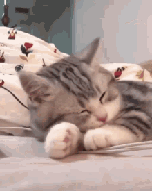 Cat Sleep GIF - Cat Sleep Lick GIFs