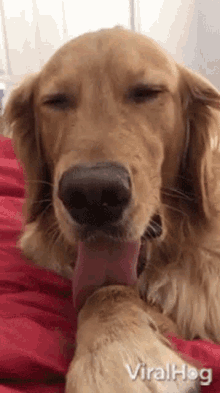 Dog Viralhog GIF - Dog Viralhog Tongue Out GIFs