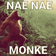 Nae Monkey GIF - Nae Monkey Funny GIFs