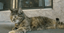 a cat is laying on the ground looking at the camera