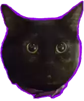 a black cat with a purple outline around its face