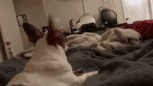 a dog laying on a bed with a blanket
