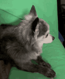 Dog Awake GIF - Dog Awake Devinvoodoo GIFs