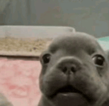 a close up of a french bulldog puppy looking at the camera with its mouth open .