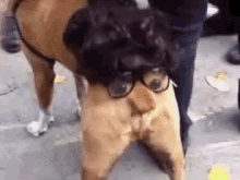 Butt Face GIF - Ugly Dog Ugly Dog GIFs