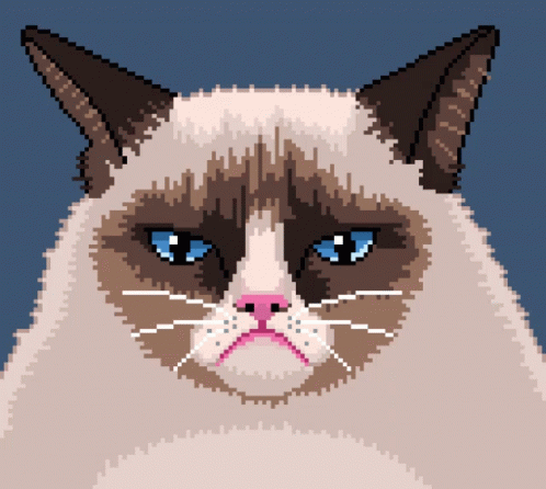 snowshoe cat grumpy