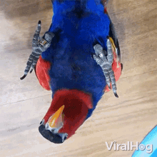 Peekaboo Viralhog GIF - Peekaboo Viralhog Parrot GIFs