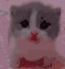 Kitten Scared GIF - Kitten Scared Afraid GIFs