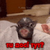 a pig laying on a blanket with the words tu doci tyt