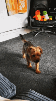 Spinning Twirl GIF - Spinning Twirl Yorkshire Terrier GIFs