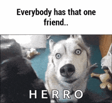 a husky dog is looking at the camera with a caption that says `` everybody has that one friend . ''