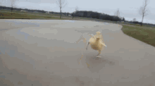 Duck Running GIF - Duck Running Excited GIFs