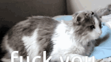 Cat Awesome GIF - Cat Awesome GIFs
