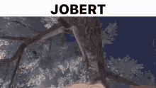Jobert Albedo GIF - Jobert Albedo Peek A Boo GIFs