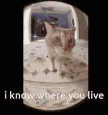 I Know Where You Live Cat GIF