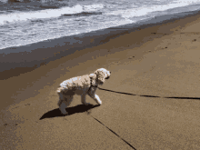 Dog Beach GIF - Dog Beach Wiggle GIFs
