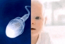 a baby is looking at a picture of a sperm next to an x-ray of a baby .