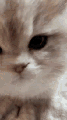 Cat Bump GIF - Cat Bump Little GIFs