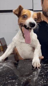 a brown and white dog with its tongue hanging out is sitting on a counter