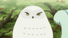 a white owl with brown eyes and a black beak