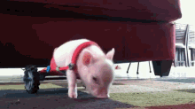 Chris P Bacon GIF - Animals Cute Pig GIFs