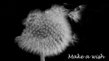 Make A Wish GIF - Make A Wish Dandelion Blow GIFs