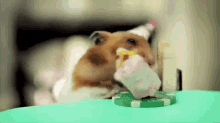 Birthday GIF - Birthday Cake Hamster GIFs