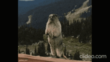 a ground squirrel is standing on its hind legs in front of a mountain