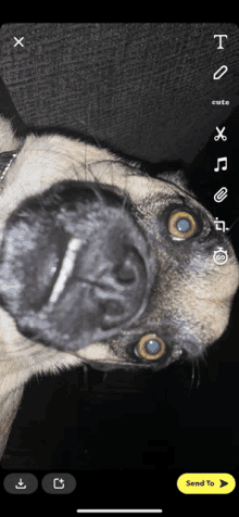 Auggie The Dog Auggie Number1dog GIF - Auggie The Dog Auggie Number1dog GIFs