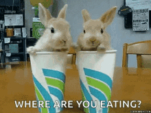 Drinks Bunny GIF - Drinks Bunny Bunnies GIFs