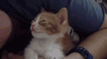 Kisses For A Sleepy Kitten GIF - Kitten Sleepy Kisses GIFs