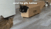 Kairice Send The Gifs GIF - Kairice Send The Gifs Meow GIFs