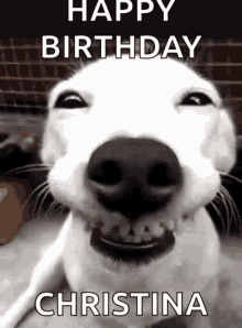 Funny Dogs Happy Birthday Christina GIF - Funny Dogs Happy Birthday Christina Smile GIFs