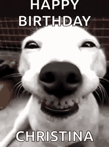 Funny Dogs Happy Birthday Christina GIF - Funny Dogs Happy Birthday  Christina Smile - Discover & Share GIFs