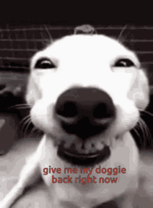 Good Dog GIF - Good Dog GIFs