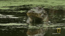 a crocodile is swimming in a body of water with a natgeotv.com logo in the corner