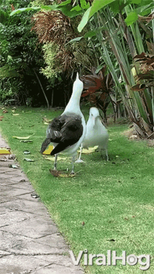 Seagulls Dancing GIF - Seagulls Dancing Funny GIFs