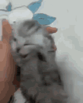 a person is holding a kitten in their hand