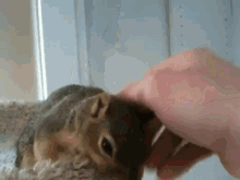 Pet, The Squirrel GIF - Squirrel Petting Cute GIFs