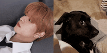 Reedsgifs Seungmin And Dog GIF - Reedsgifs Seungmin And Dog Side Eye GIFs