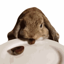 nibble hungry crunch rabbit eat
