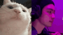 Cat Jamming GIF - Cat Jamming Jinyoung GIFs