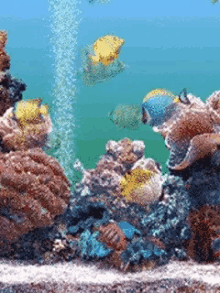 Explore gif animated GIFs discovered by Iriska  Underwater wallpaper  Beautiful sea creatures Fish wallpaper