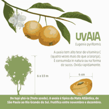 Nsc Total Uvaia GIF - Nsc Total Uvaia Fruit GIFs