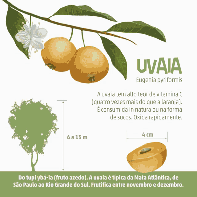 Nsc Total Uvaia GIF - Nsc Total Uvaia Fruit - Discover & Share GIFs