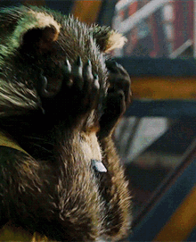 Guardians Of The Galaxy Rocket GIF - Guardians Of The Galaxy Rocket Omg Really GIFs