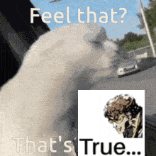 a picture of a cat with the words feel that that 's true ..