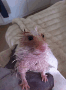 Rat Ratao GIF - Rat Ratao Cute Rat GIFs